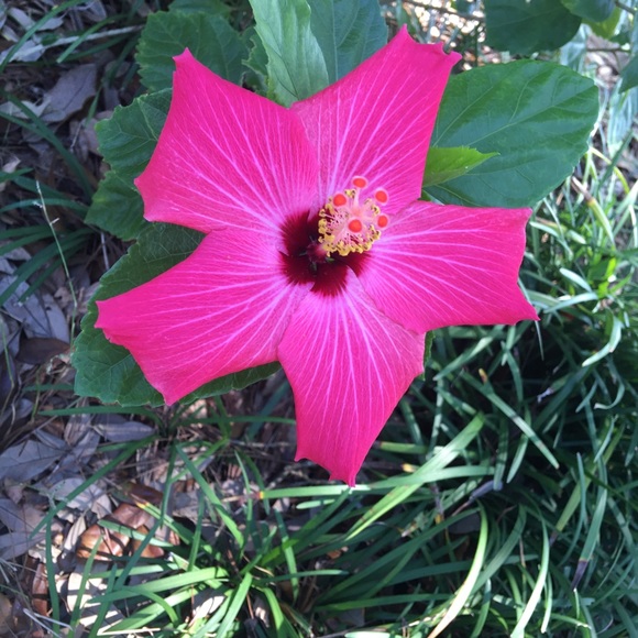 Welcome to my Closet! PearlGoodBones LOVE POSHING - Picture 1 of 6